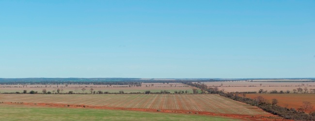 Wheatbelt-scene